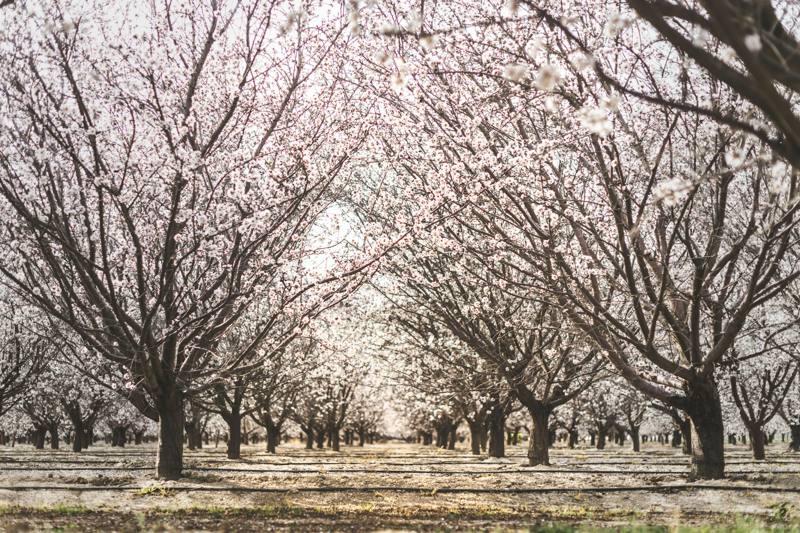 Hileras de almendros en flor en un huerto del Valle Central